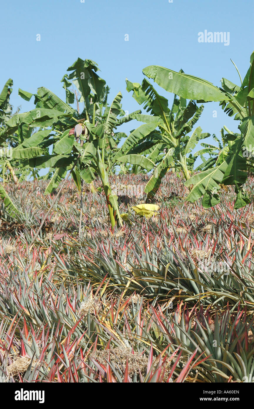 Culture de la plante d'ananas et de la banane, Inde Banque D'Images