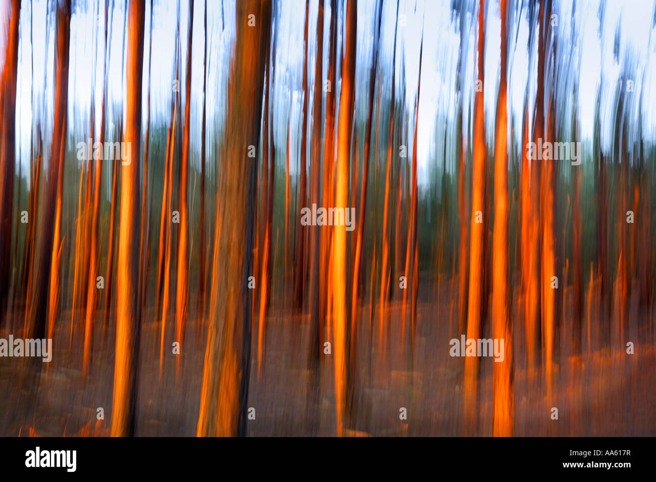 Soleil du soir sur les arbres forestiers, hiver floue Banque D'Images