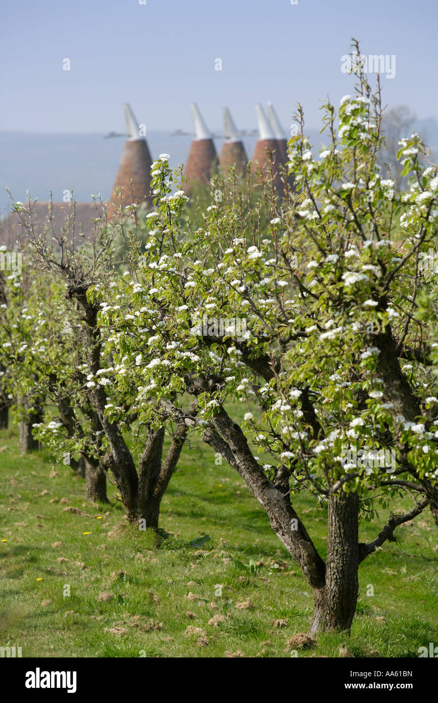 Verger avec fleurs et maisons oast Kent Banque D'Images