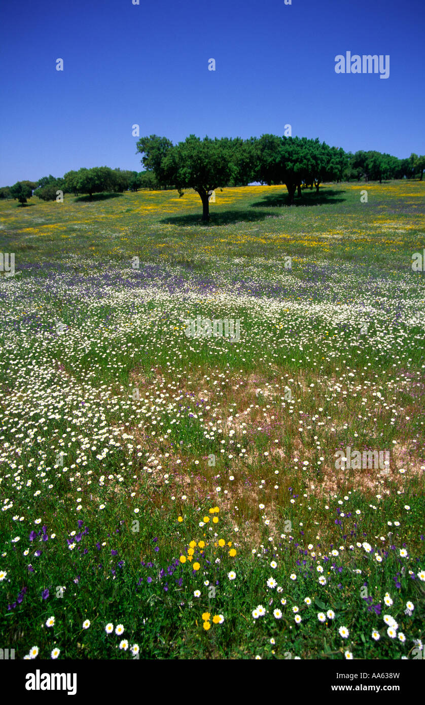 De l'Alentejo, au sud du Portugal. Scène de printemps avec des fleurs et arbres de chêne vert Banque D'Images