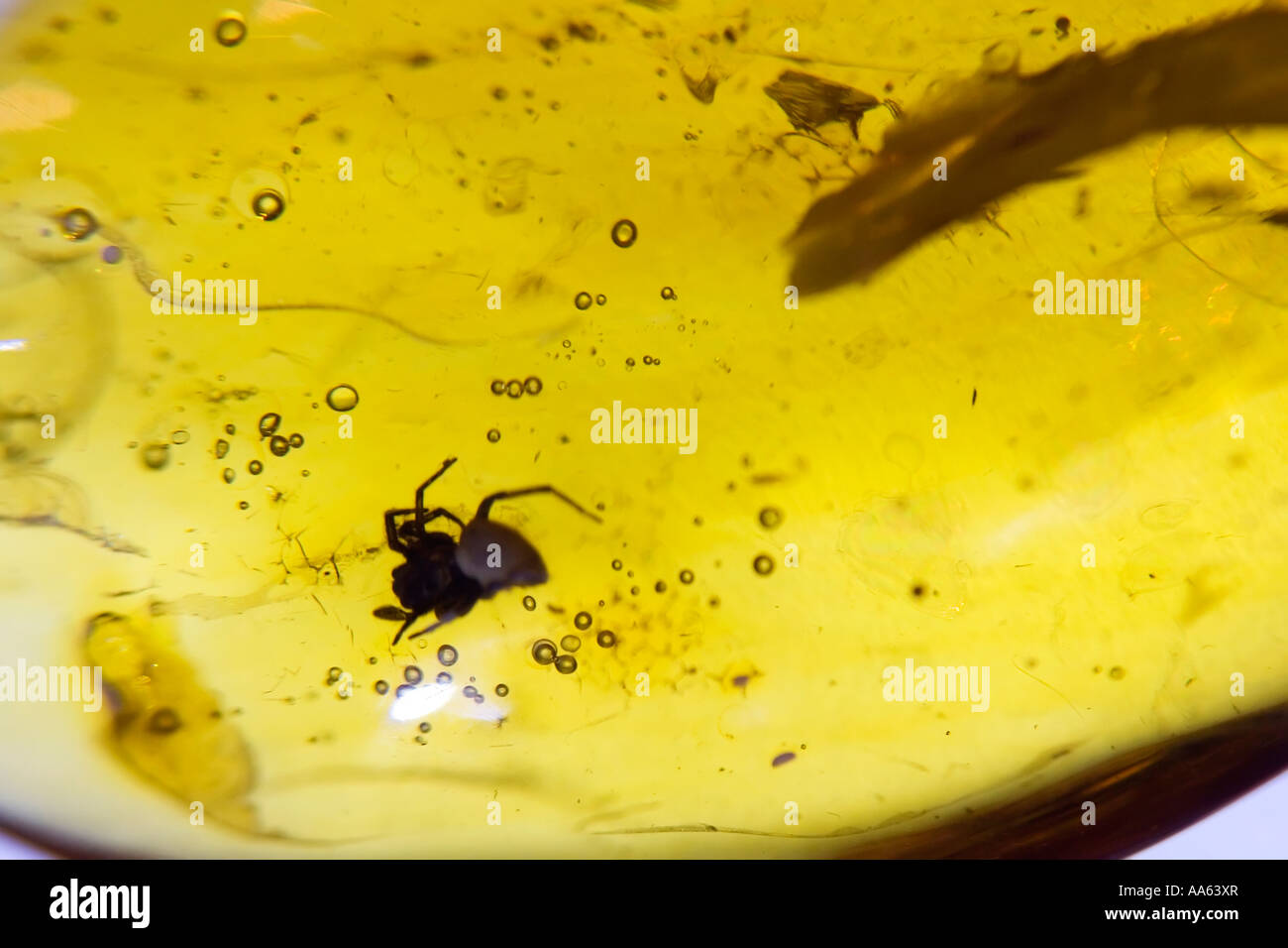 Un insecte dans un morceau d'ambre de la Baltique , Affichage des bijoux d'ambre, Gdansk, occidentale, en Pologne. Banque D'Images