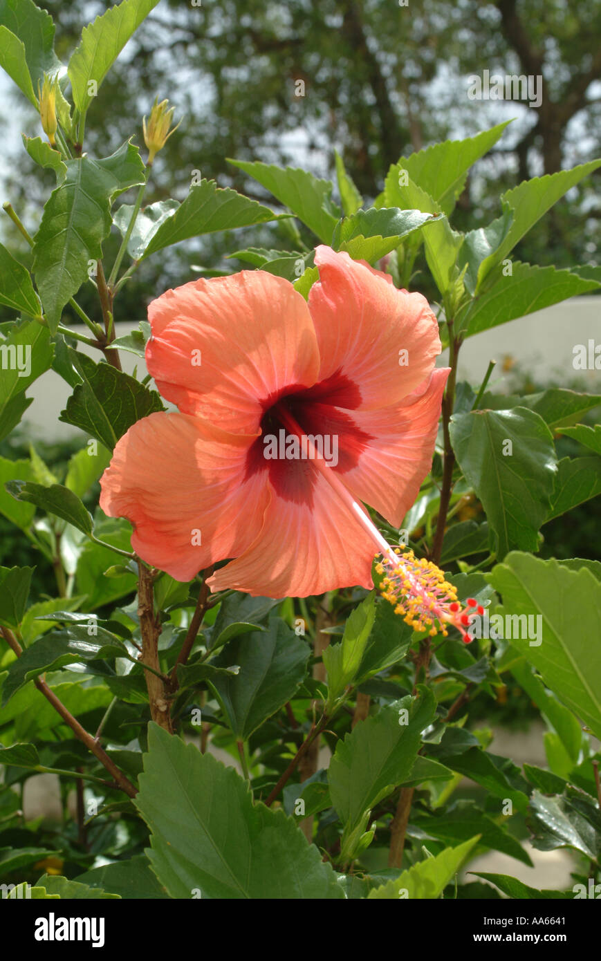 Belle fleur d'Hibiscus en fleurs dans un jardin de ville d'Alvor Algarve Portugal Banque D'Images