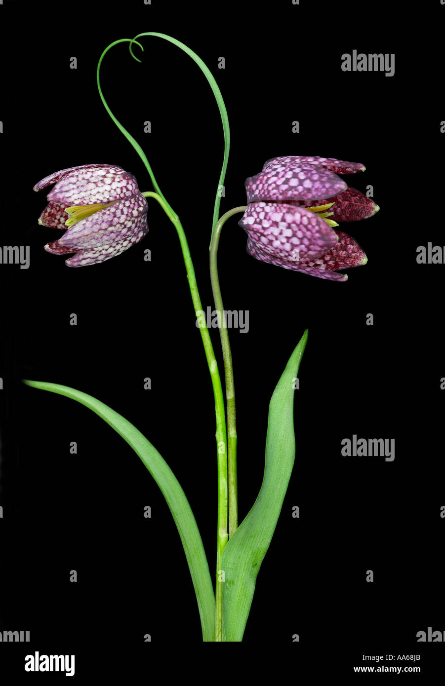 Fritillaria meleagris deux serpents Head Fritillary fleurs sur fond noir Banque D'Images