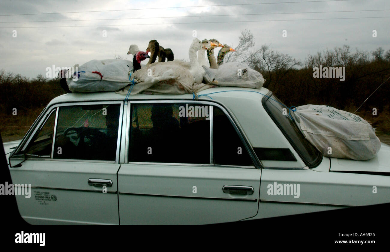 L'Azerbaïdjan Bakou le 11 janvier 2003 les villageois prennent leurs oies pour une promenade en haut de leur voiture à l'extérieur de Bakou le 11 janvier 2003 Banque D'Images