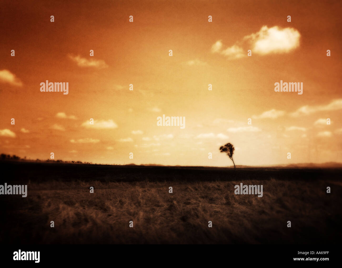 arbre solitaire Banque D'Images