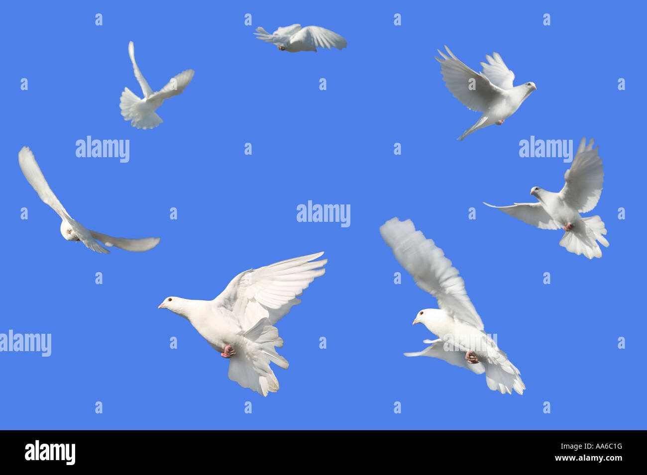 Image Concept de paix colombes blanches volant dans un cercle contre un ciel bleu Banque D'Images
