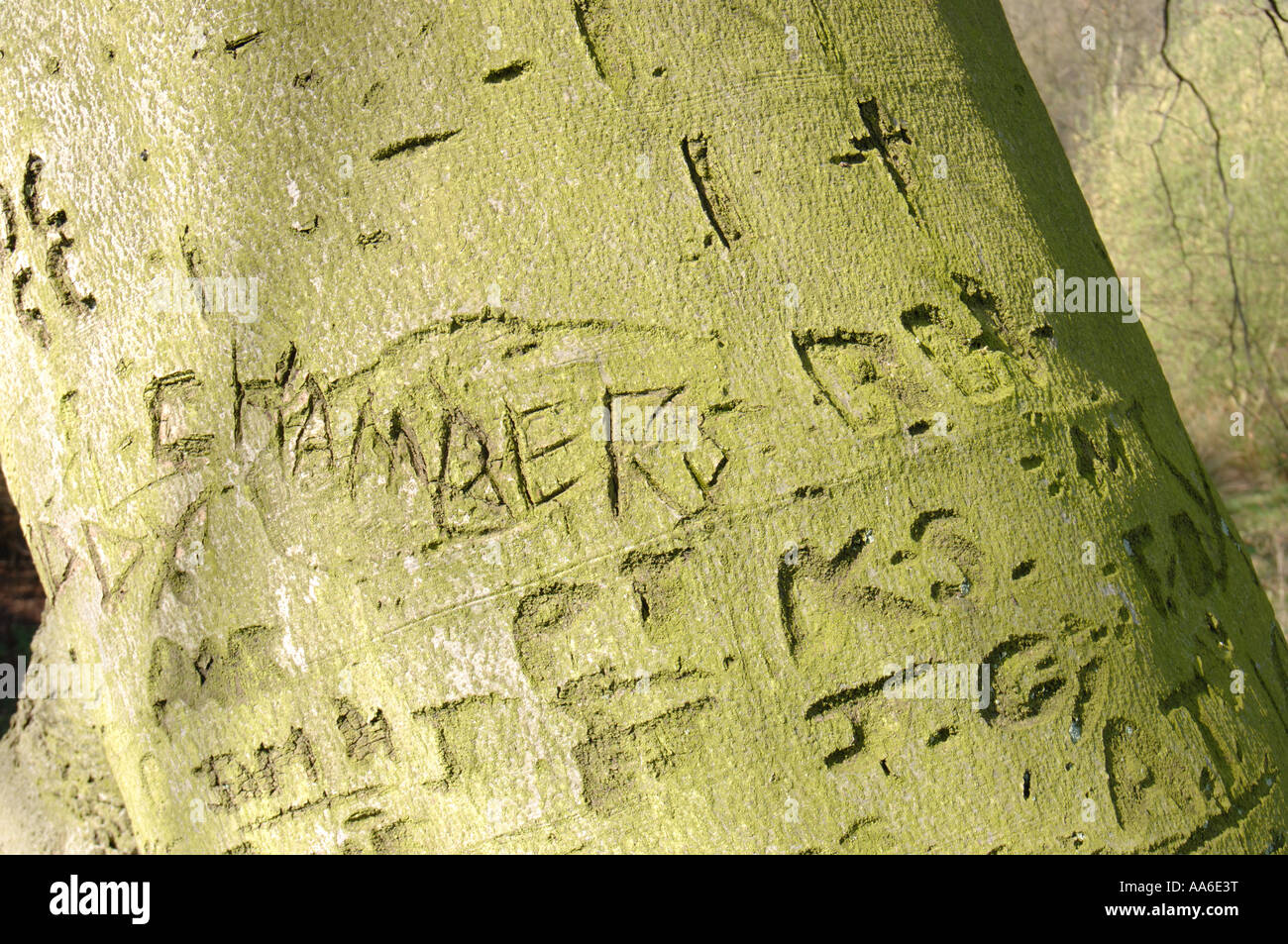 Les noms des amants sculptés dans un grand tronc d'arbre Banque D'Images