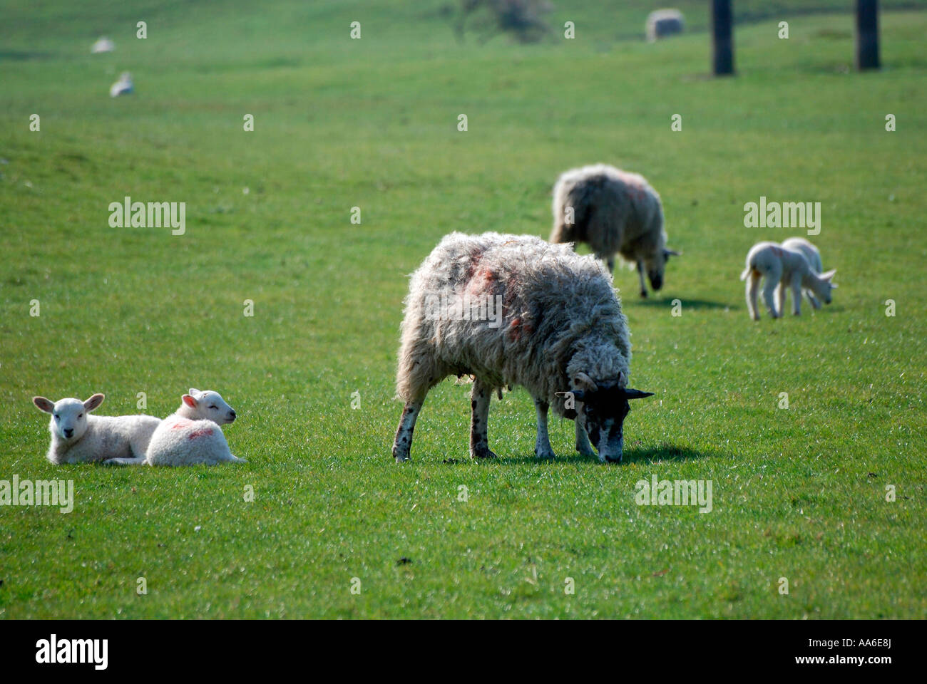 Moutons et agneaux dans un champ du Northamptonshire Banque D'Images
