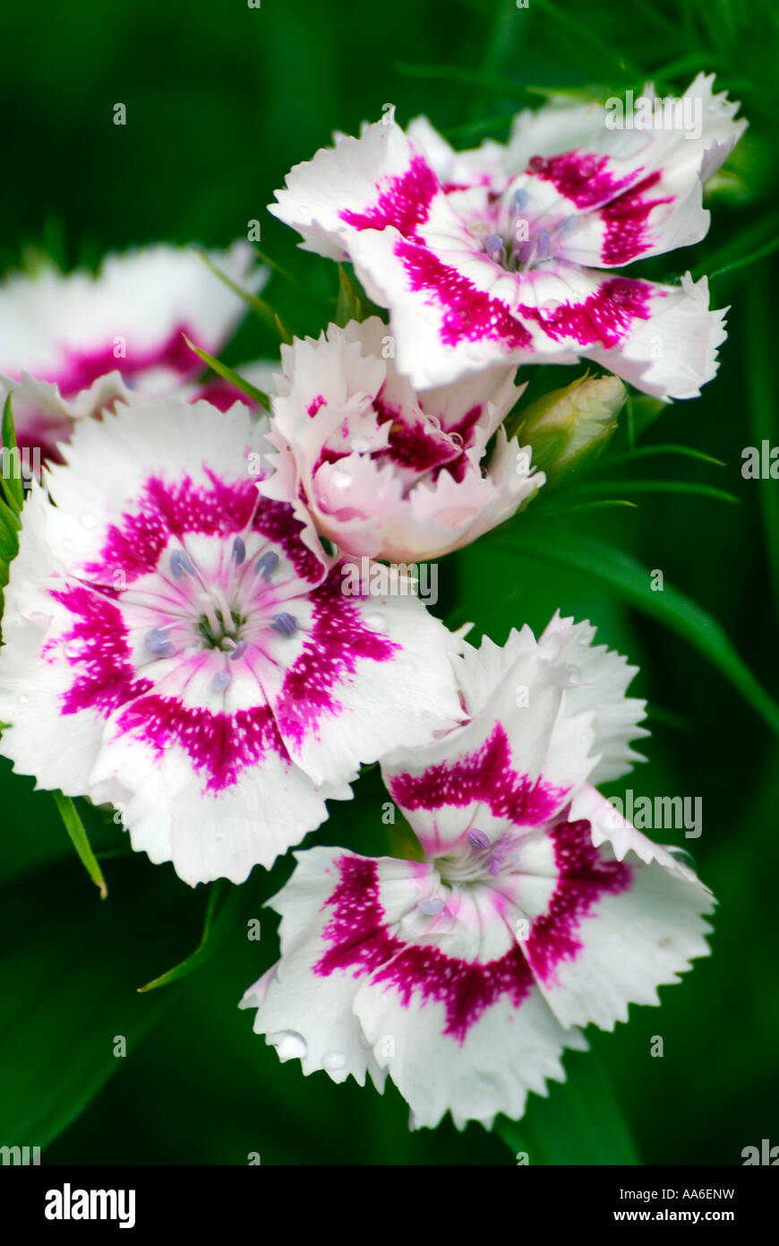 Fleurs Sweet William Banque D'Images