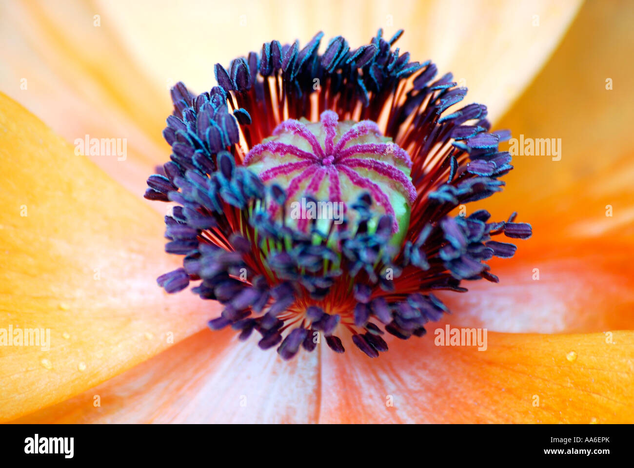 Pavot orange Banque D'Images