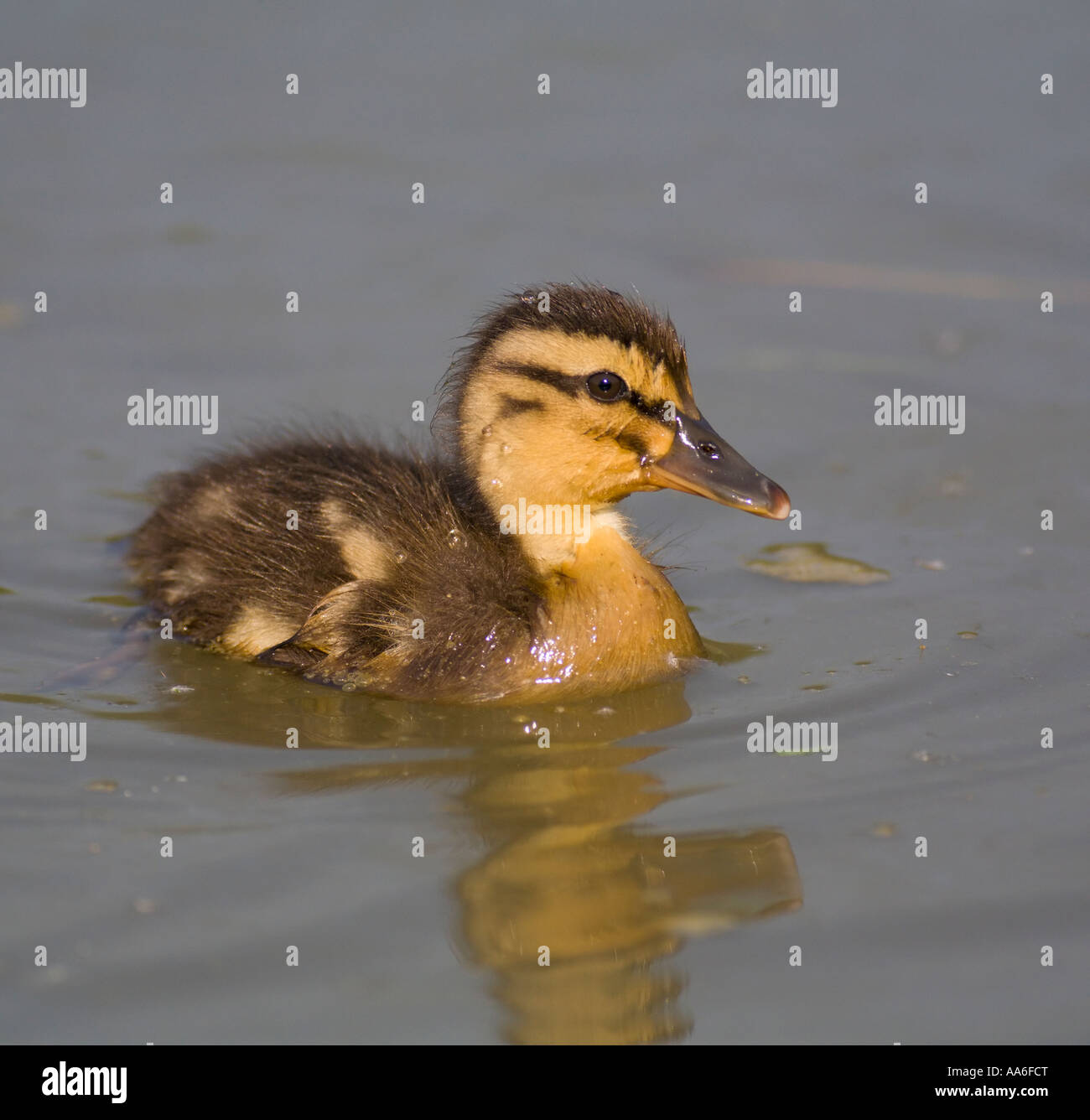 Un petit canard (Anas platyrhynchos) nager sur un étang Banque D'Images