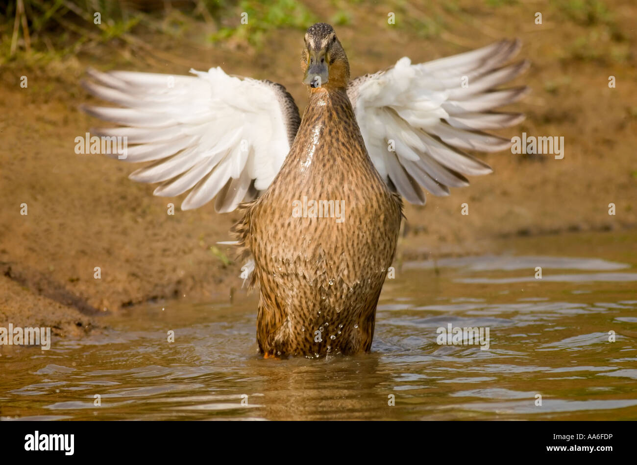 Une femelle Canard colvert (Anas platyrhynchos) de l'ampleur Banque D'Images