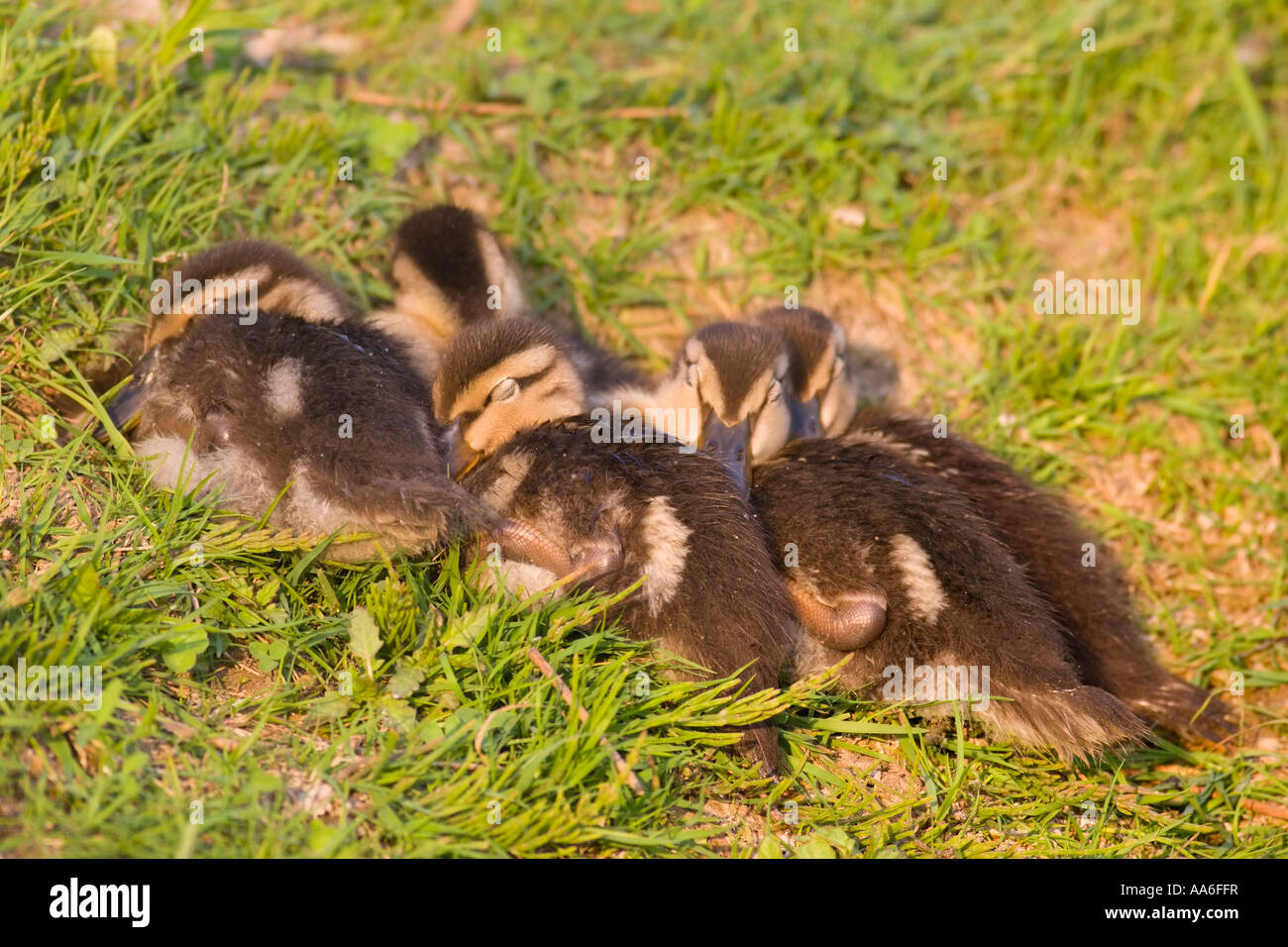 Canetons (Anas platyrhynchos) dormir sur un pré Banque D'Images