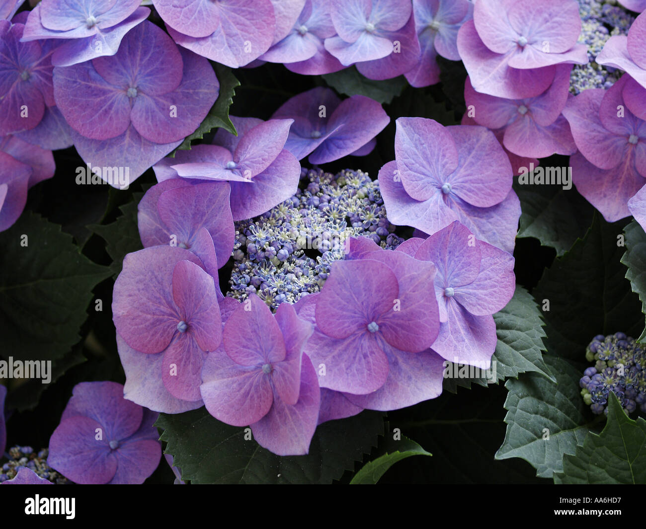 hortensia Banque D'Images