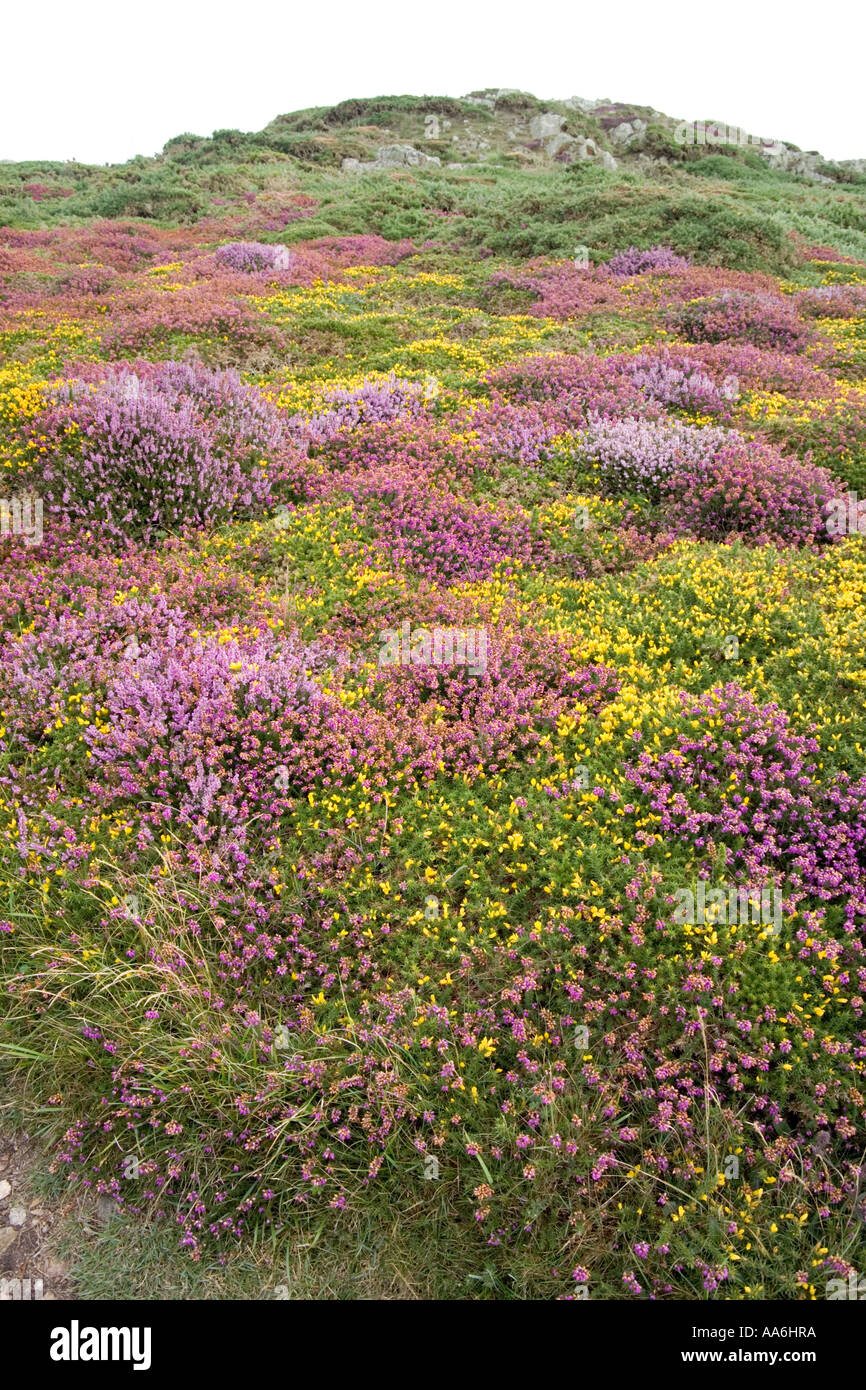 Cuirs et gorges fleuris sur le chemin de la côte du Pembrokeshire près de Treginnis, Pembrokeshire, pays de Galles, Royaume-Uni Banque D'Images