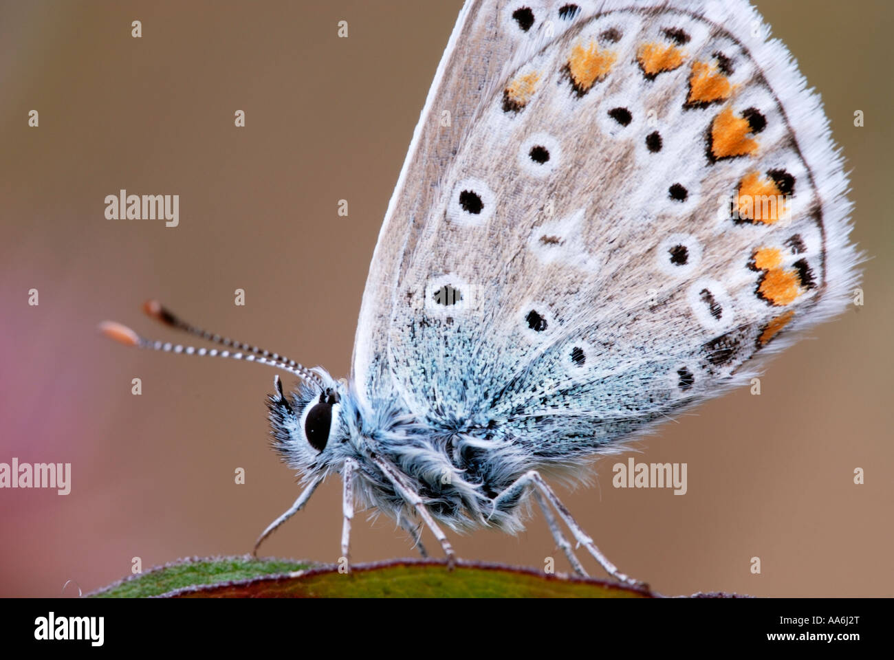 Common Blue Polyommatus icarus, Pays de Galles, Royaume-Uni. Banque D'Images