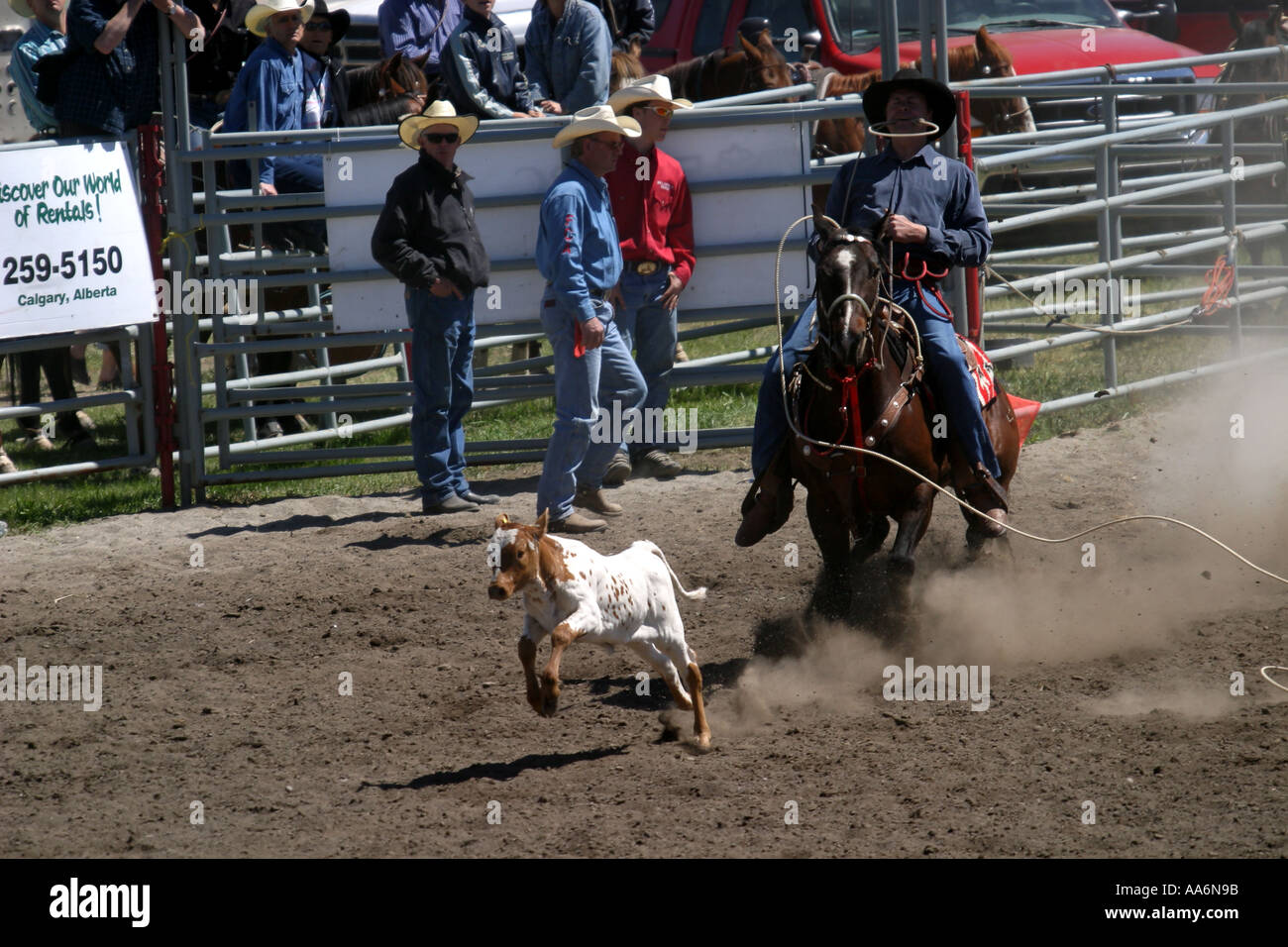 Rodeo Calf roping Canada Alberta Banque D'Images