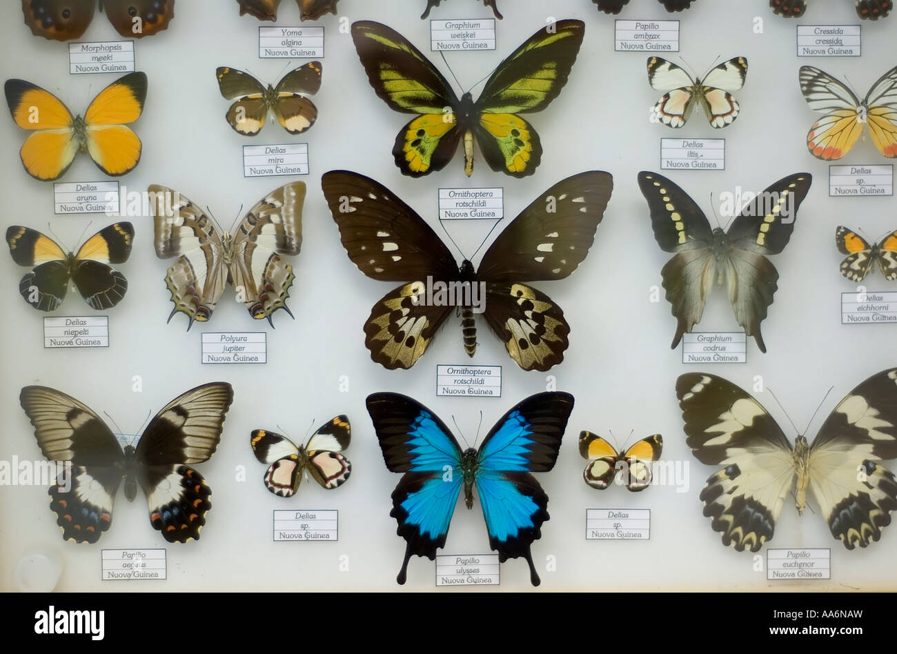 Collection de papillons Banque D'Images