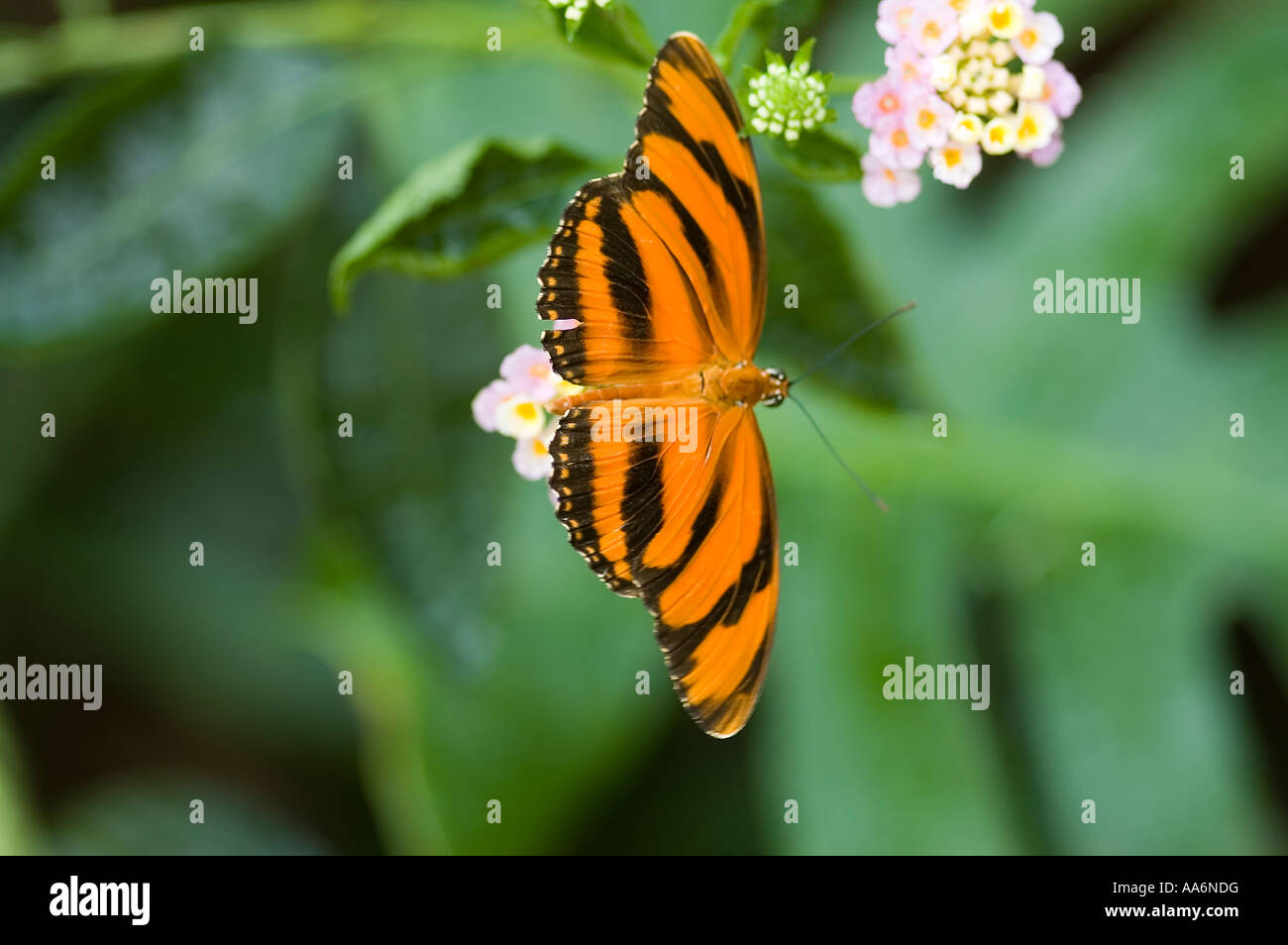 papillon Banque D'Images