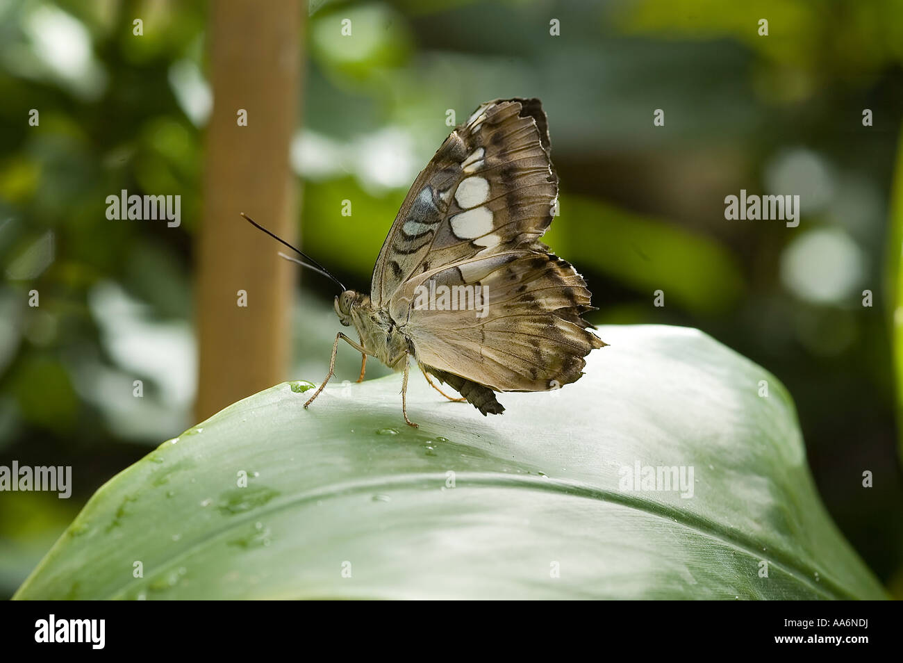 Papillon Banque D'Images