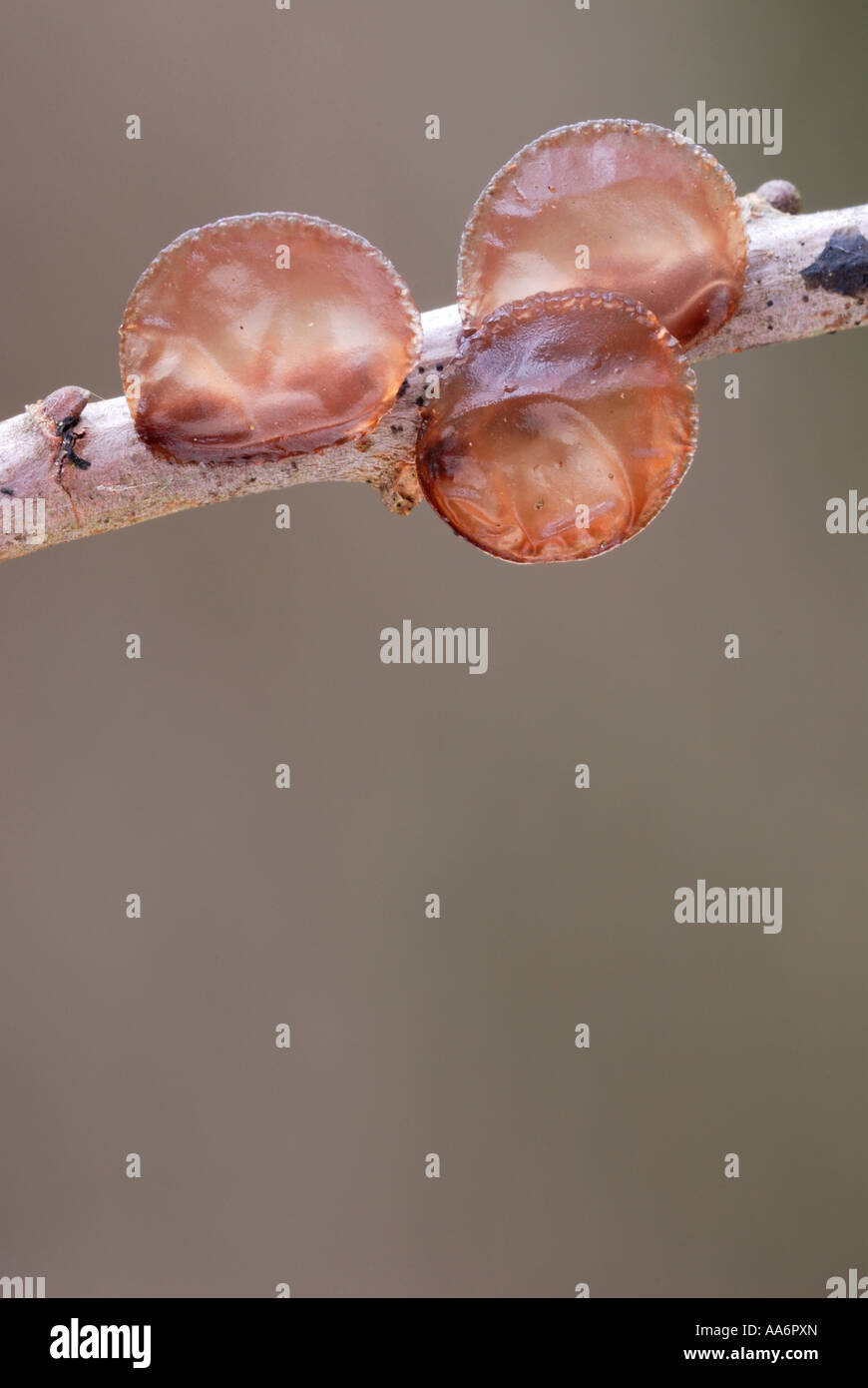 Sorcières Beurre Exidia glandulosa champignons sur la branche morte de saule, Pays de Galles, Royaume-Uni. Banque D'Images