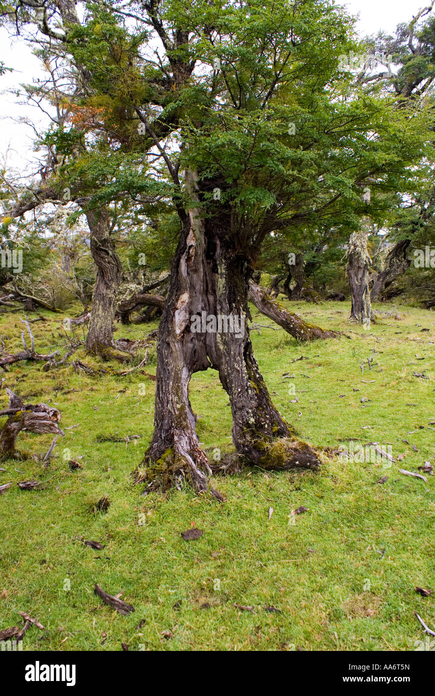 Torres del Paine 4050 Banque D'Images