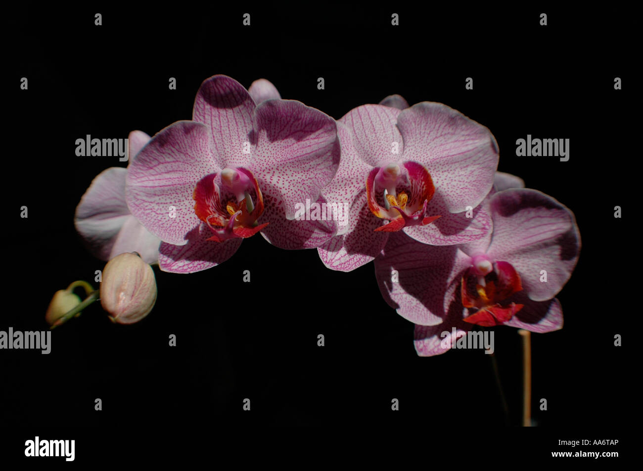 Orchidée rose sur fond noir Banque D'Images