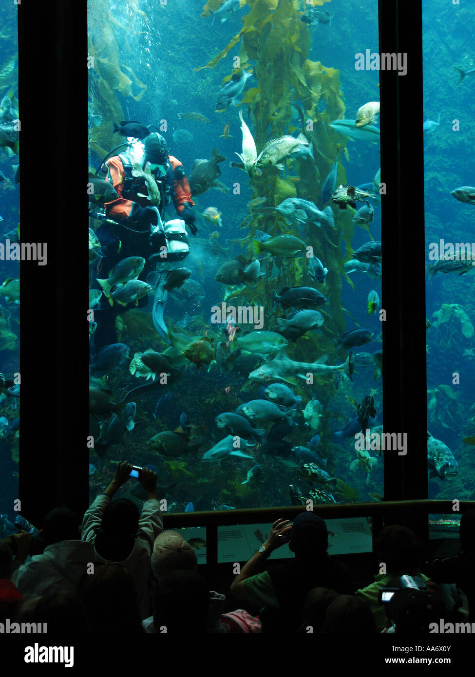 Regardez touristiques aquarium Banque D'Images