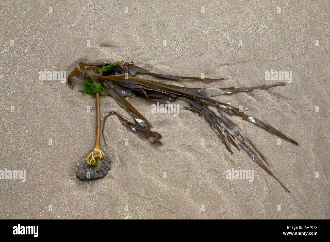 Oarweed Laminaria digitata des algues sur la plage à Budle Bay, Northumberland, England Banque D'Images