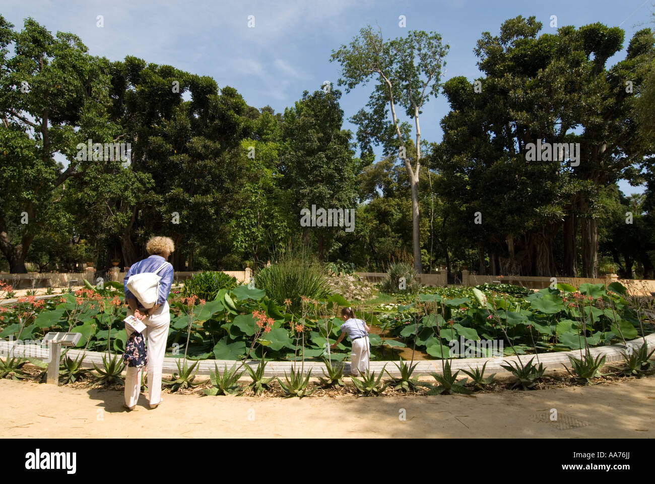 L'étang aux nénuphars dans l'Orto Botanico, Palerme, Sicile Italie Banque D'Images