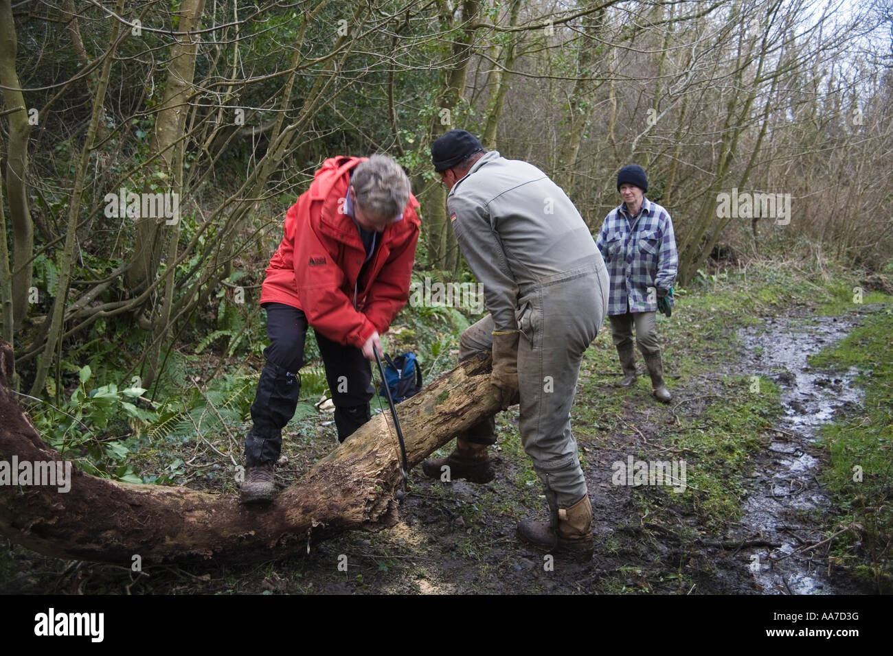 Le Nord du Pays de Galles UK Mars Hommes et femmes bénévoles qui travaillent ensemble pour couper un arbre qui était tombé sur le chemin Banque D'Images
