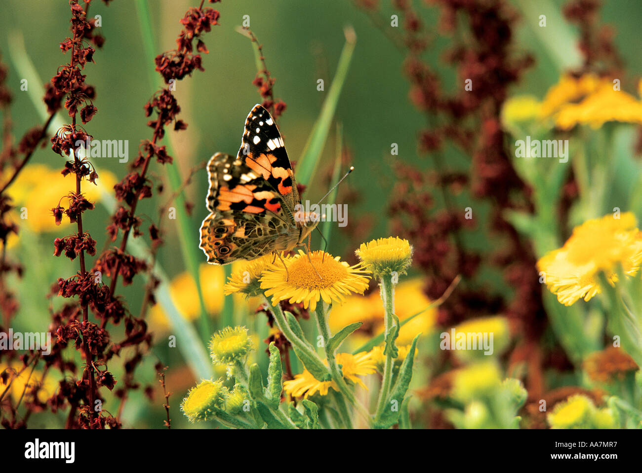 Papillon Belle Dame Vanessa cardui Cornwall alimentation Banque D'Images