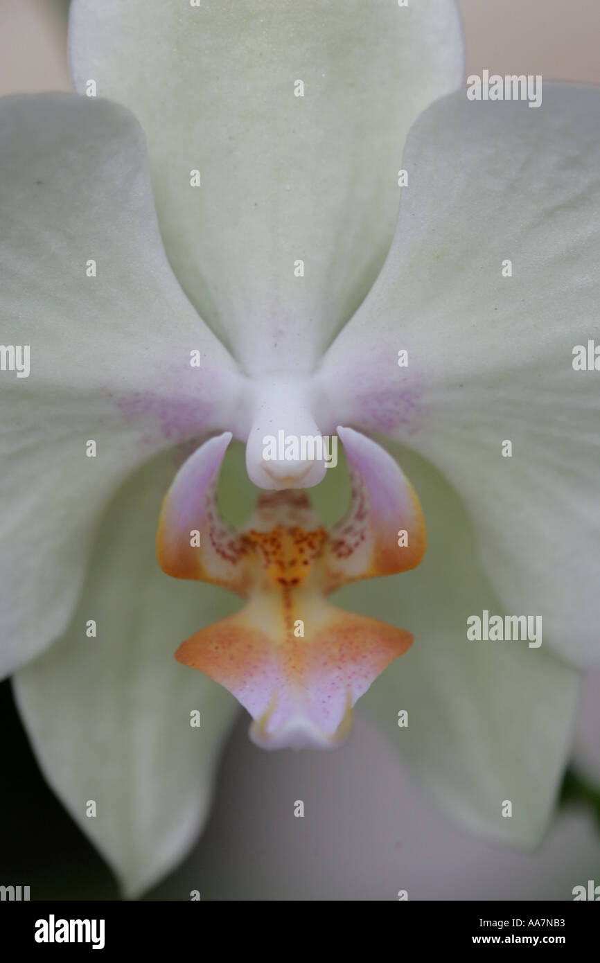 Orchidée blanche Banque D'Images