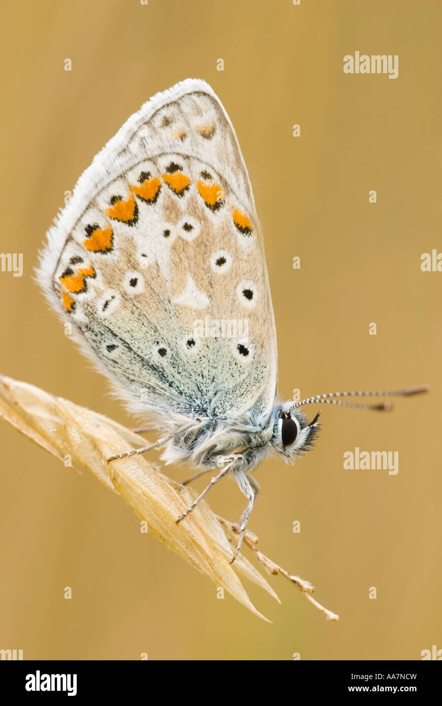 Papillon bleu commun, Polyommatus icarus, pays de Galles, Royaume-Uni. Banque D'Images