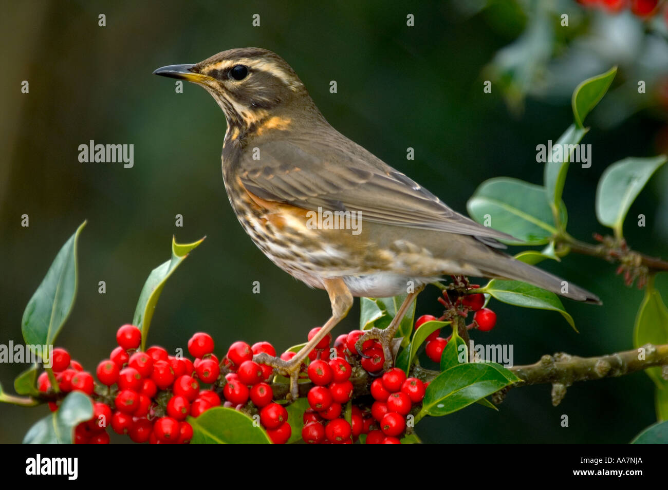 Redwing Turdus iliacus sur holly arbre hiver 2005 Cornwall Banque D'Images