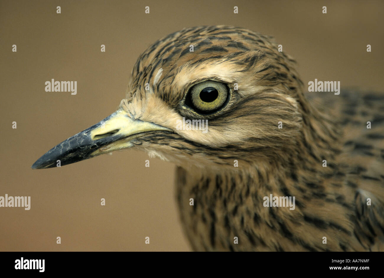 Oedicnème criard Burhinus bistriatus Banque D'Images