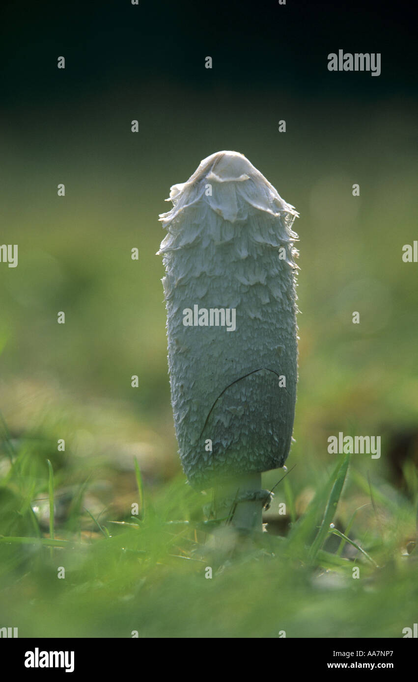 Shaggy cap d'encre Caprinus comatus automne Banque D'Images