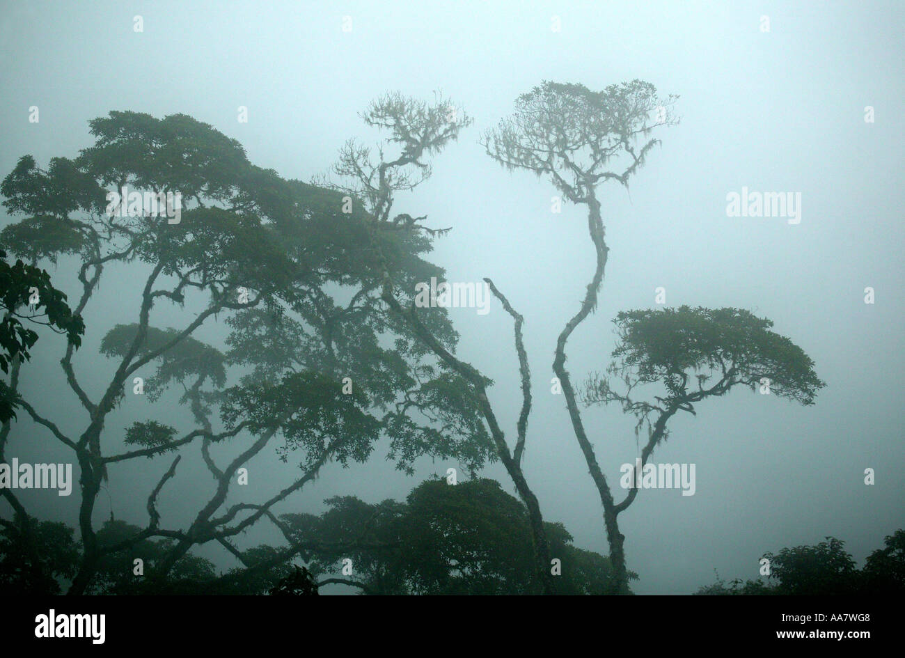 Brouillard dense dans la forêt tropicale de Pirre montagne dans le parc national de Darien, province de Darién, République du Panama. Banque D'Images