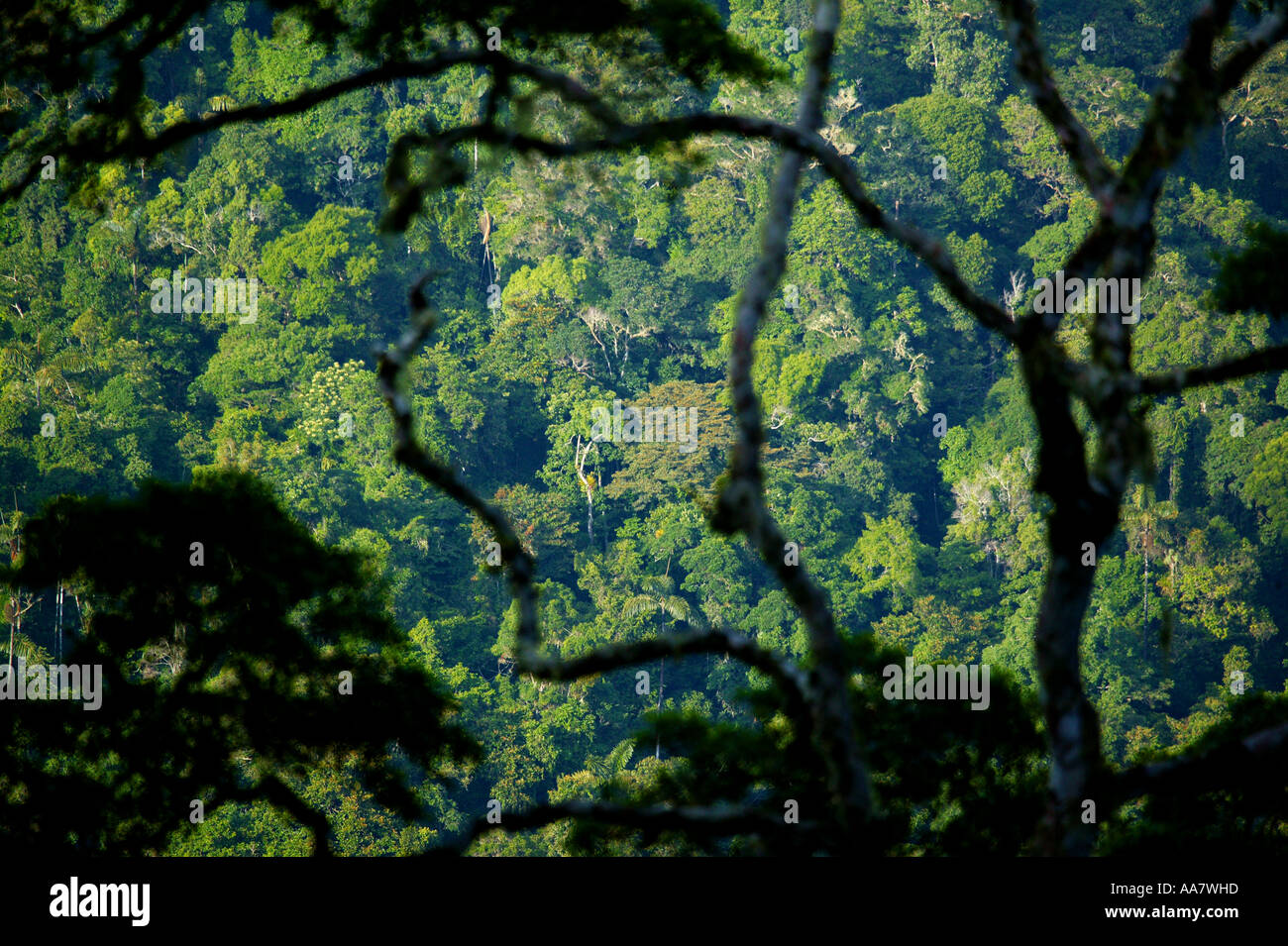 Et dense forêt tropicale vierge vu de Cerro Pirre dans le parc national de Darien, province de Darién, République du Panama. Banque D'Images