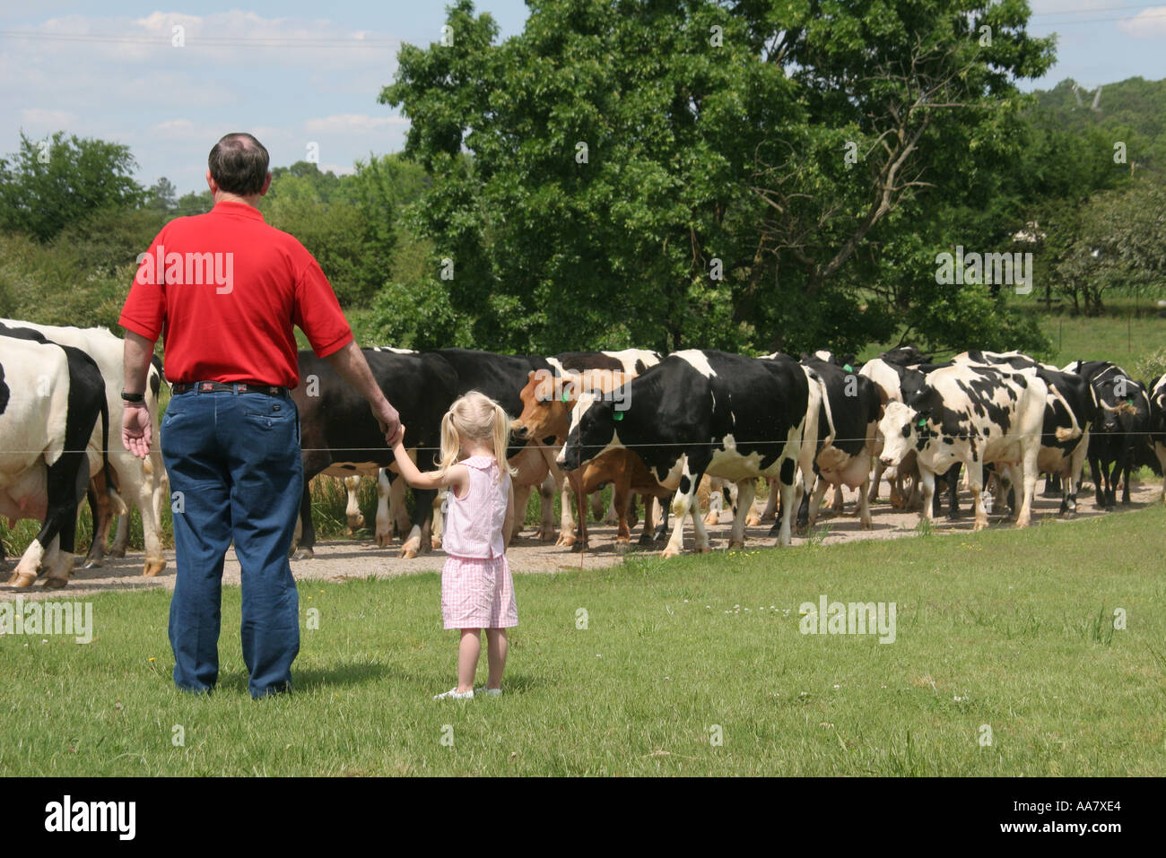 Alabama Alexandria,Wright ferme laitière,agriculture,agriculture,agriculture,élevage,rural,campagne,campagne,les vaches viennent à la maison de pâturage,fil électrique,g Banque D'Images