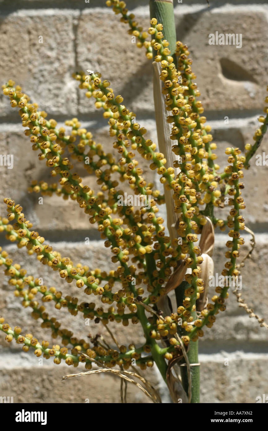 Spores de Palm Banque D'Images