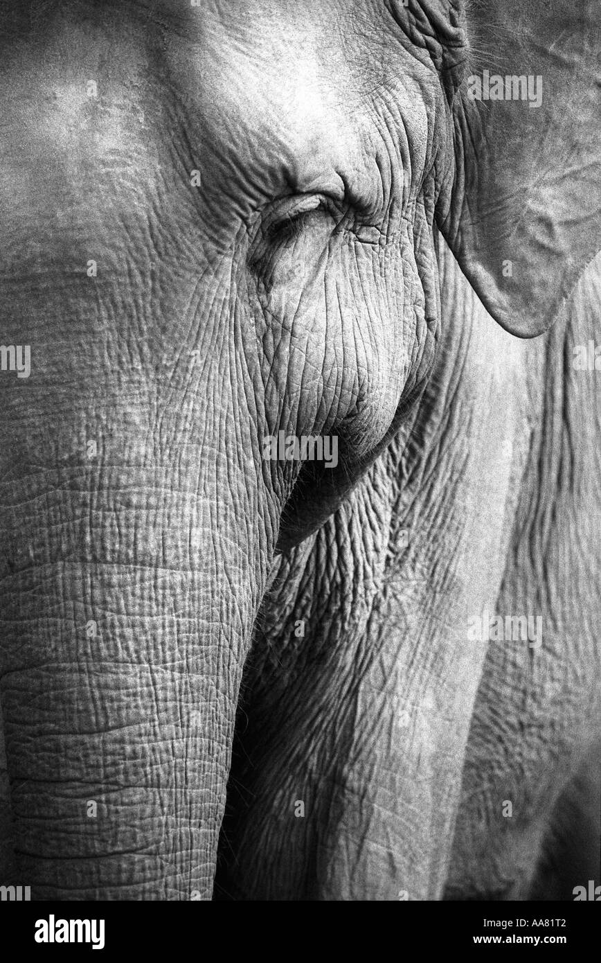 Elephant Sri Lanka Banque D'Images