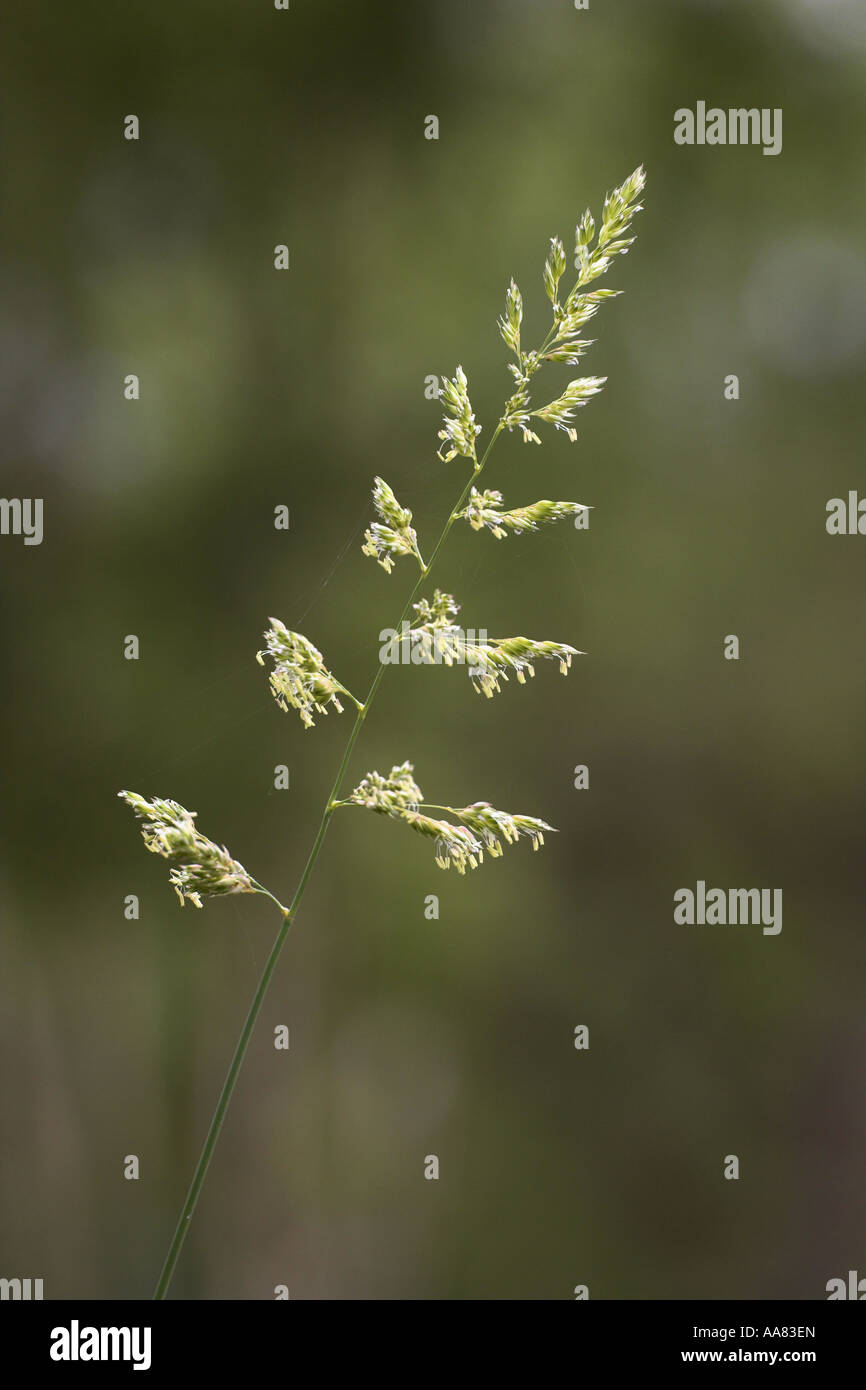 Anuel meadow grass Poa annua en fleurs à Potteric Carr Nature Reserve, Doncaster, South Yorkshire, Angleterre Banque D'Images