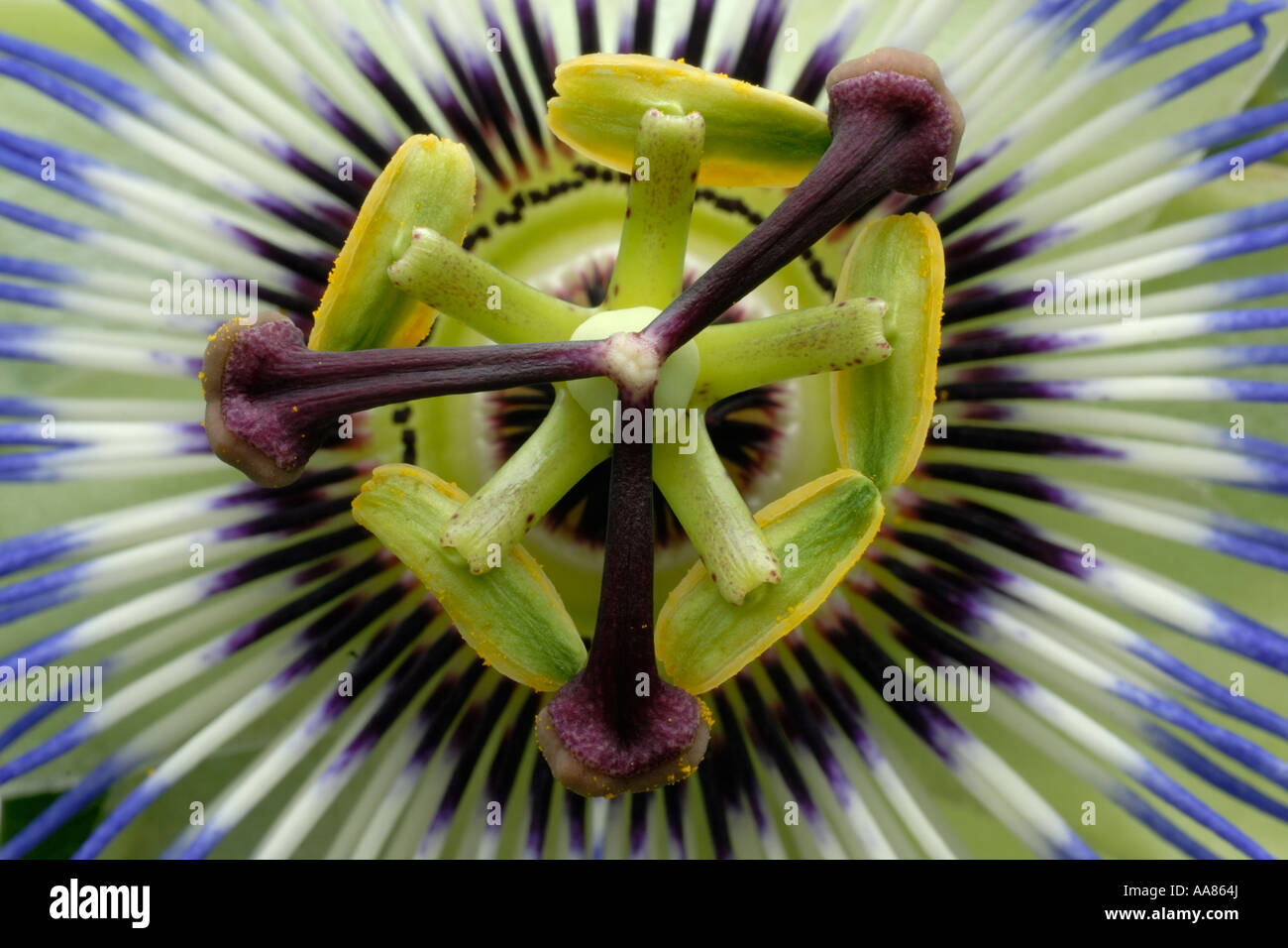 Passionflower Passiflora caerula, Pays de Galles, Royaume-Uni. Banque D'Images