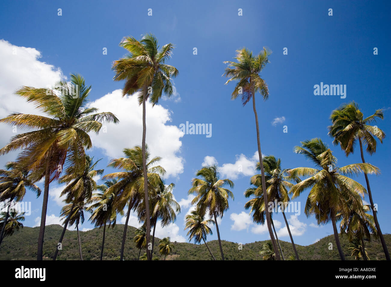 Palmiers dans le ciel, Antigua Antilles, Caraïbes, îles Leward, plage de Darkwood, côté sud de l'île. Banque D'Images