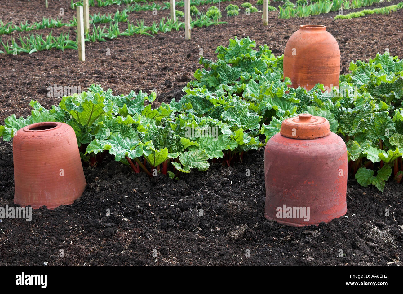 La rhubarbe de style victorien, forçant des bocaux dans un jardin traditionnel, Norfolk, Angleterre. Banque D'Images