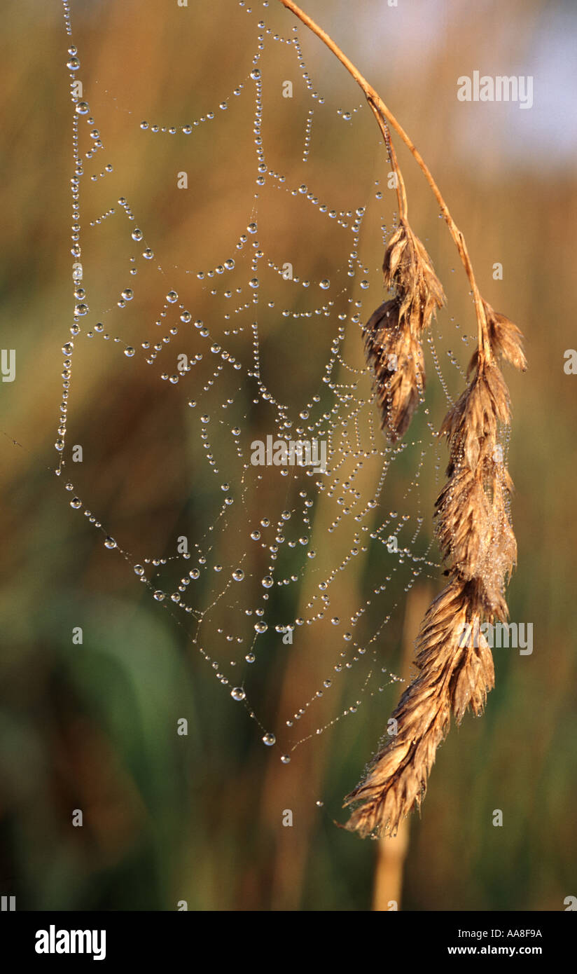 Les araignées de l'herbe couverte de rosée contre web seedhead in early morning light Banque D'Images