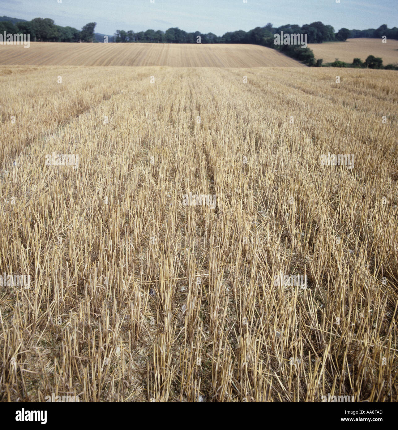Exempt de mauvaises herbes champ de chaumes de céréales peu de temps après la récolte Banque D'Images