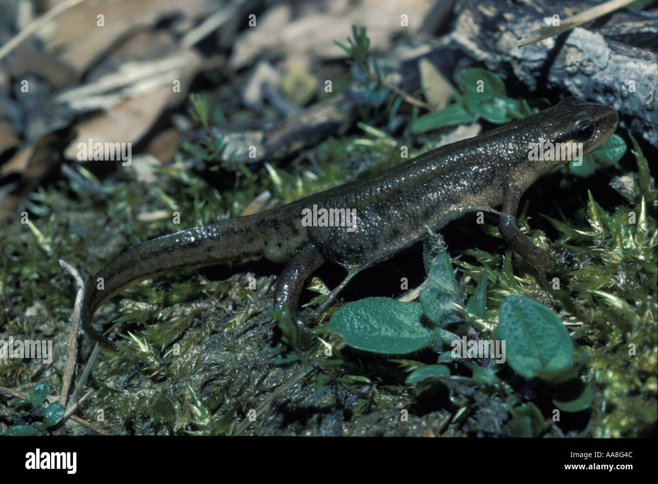 Triton Triton Palmite femelle palmeado hembra Triturus helveticus Espagne Carlos Sanz V W animaux méditerranéens Banque D'Images