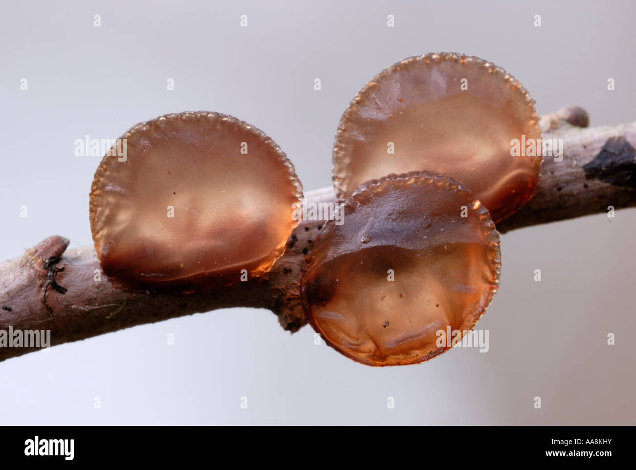Sorcières Beurre Exidia glandulosa champignons sur la branche morte de saule, Pays de Galles, Royaume-Uni. Banque D'Images